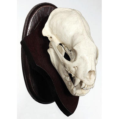 Predator trophy shield