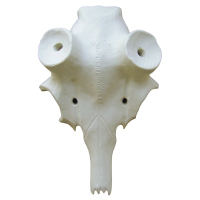 Fallow-deer skull