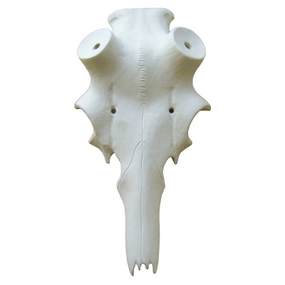 Deer skull