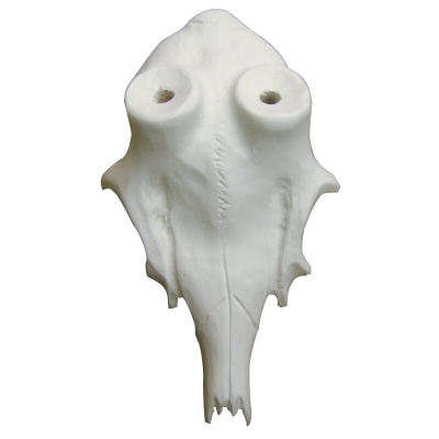 Roe deer skull